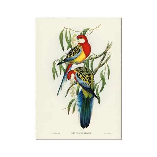 Rose-hill Parakeet (Platycercus eximius) Fine Art Print