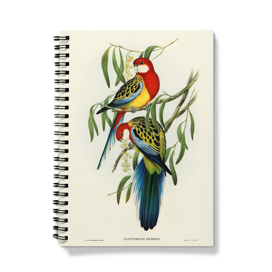 Rose-hill Parakeet (Platycercus eximius) Notebook